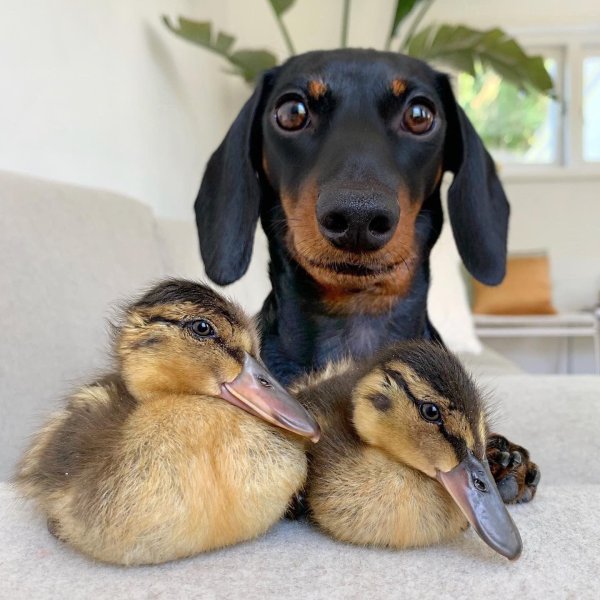 Утка для собак