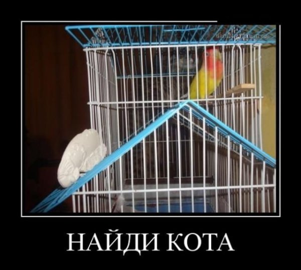 Приколы с попугаями с надписями