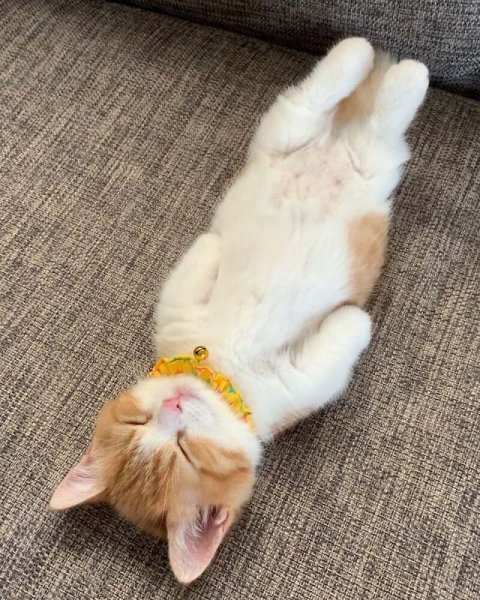 Котенок лежит на спине