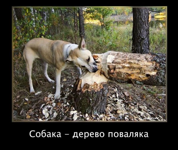 Демотиваторы с животными