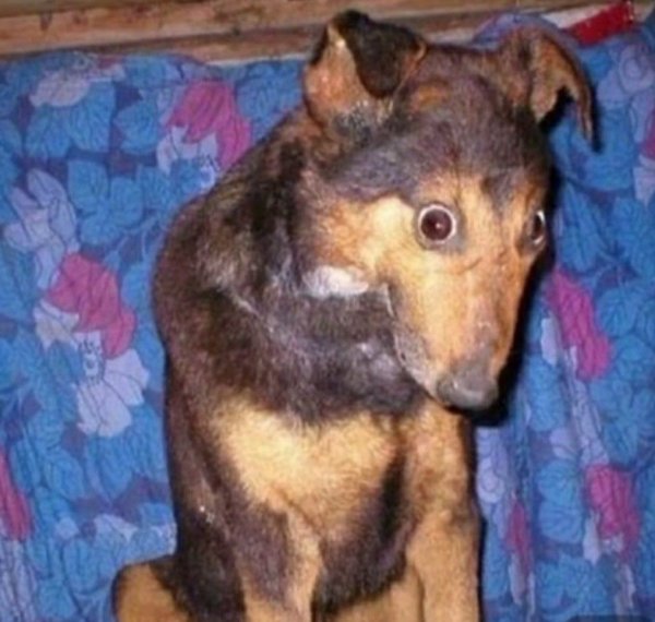 Страшные чучела животных