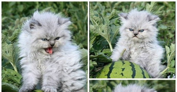 Ненавижу арбузы