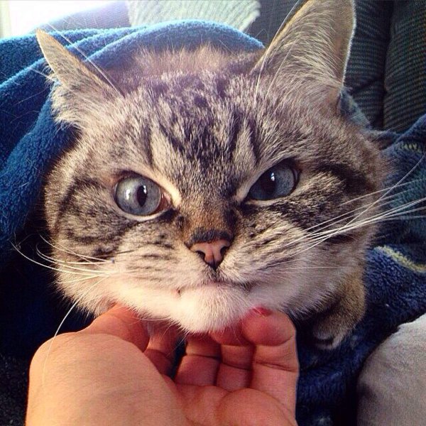 Котики смешные