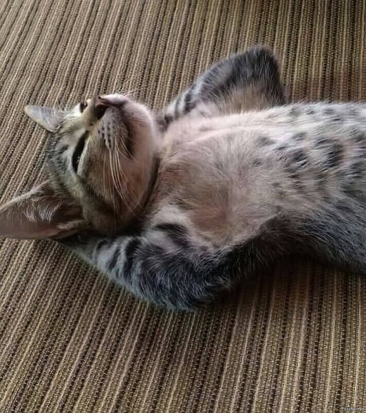 Смешной кот валяется