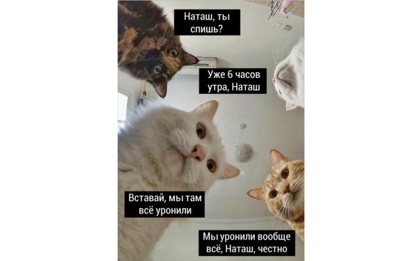 Кот Мем