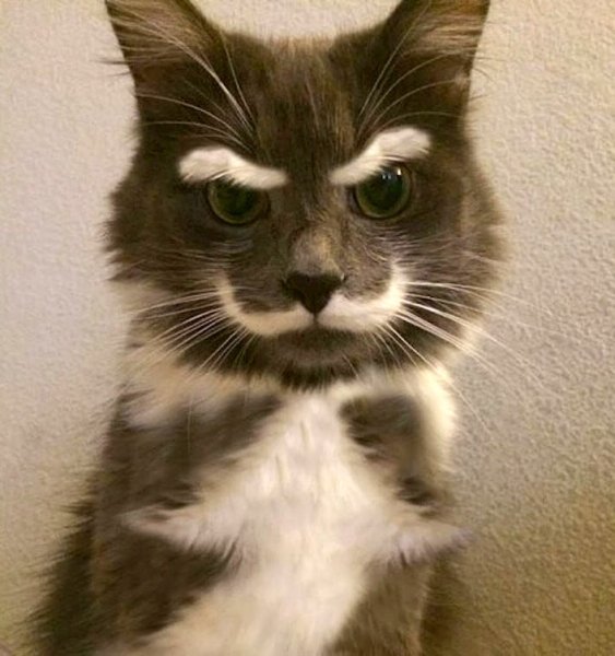 Смешные морды кошек