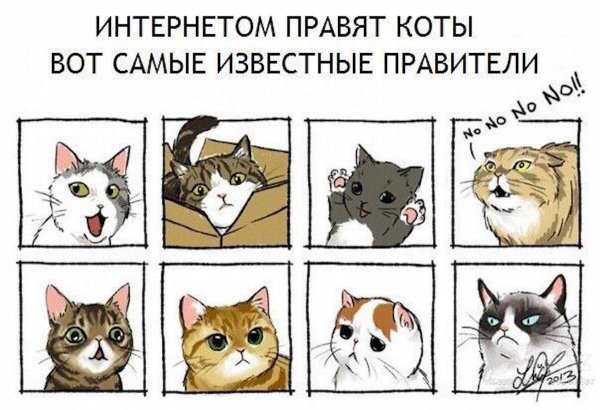 Мемы про котов