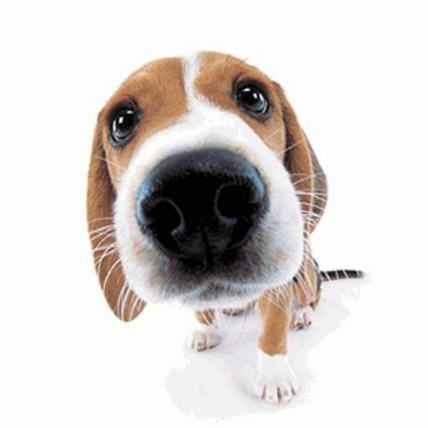 Собака облизывает экран