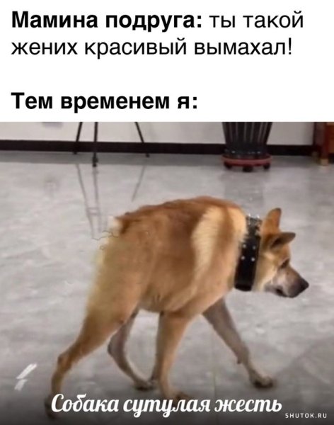 Половина собаки