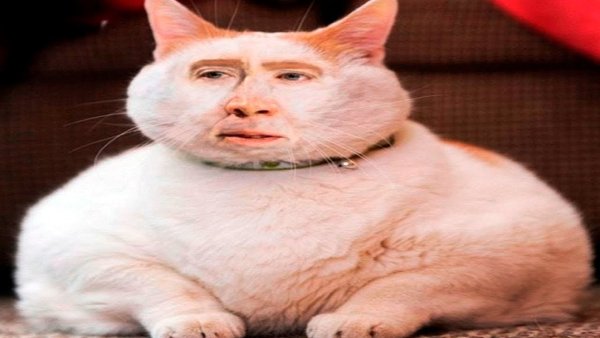 Смешной жирный кот