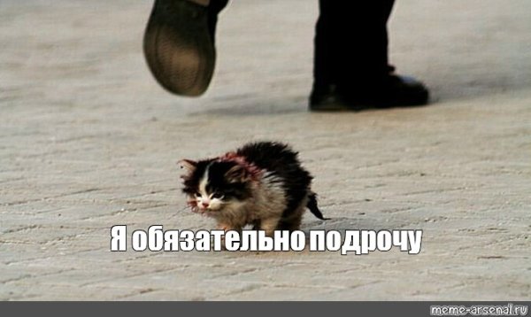 Я обязательно выживу котенок