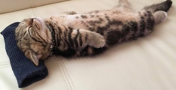 Уставший кот