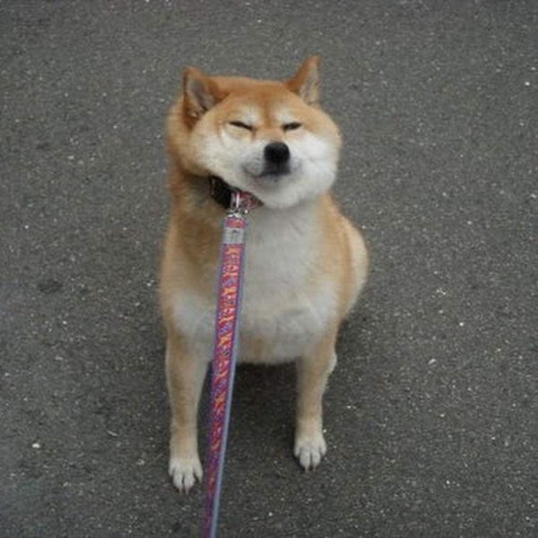 Акита ину Doge