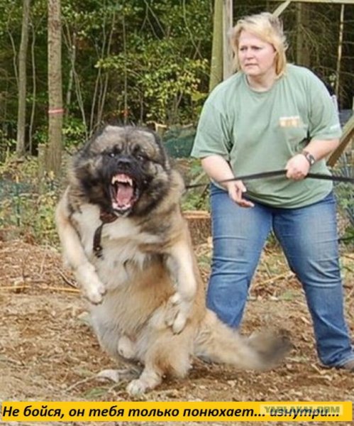 Огромная Кавказская овчарка