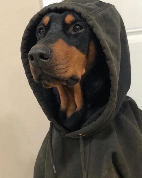 Худи с доберманом