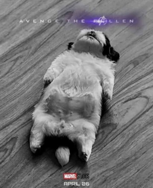 Кот лежит на спине