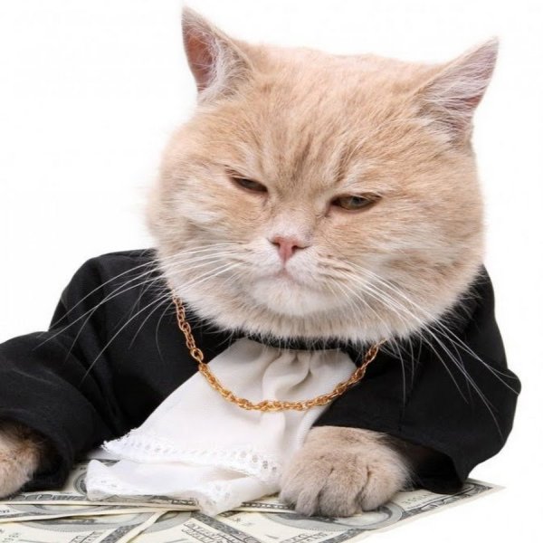Деловой кот