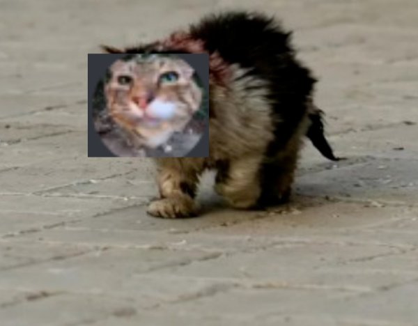 Бездомные коты Кирова