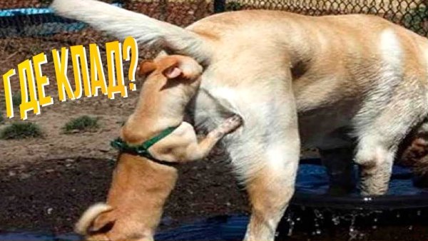 Приколы с собаками