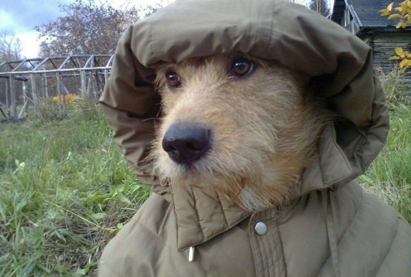 Собака в капюшоне