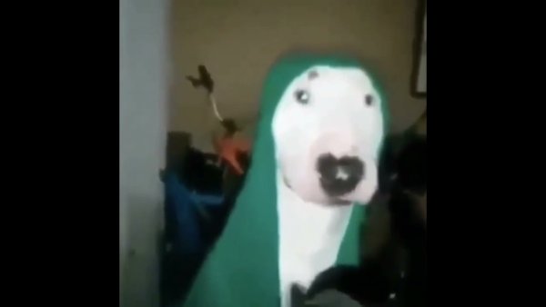 Собака со сковородкой