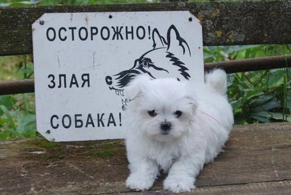 Осторожно злая собака юмор