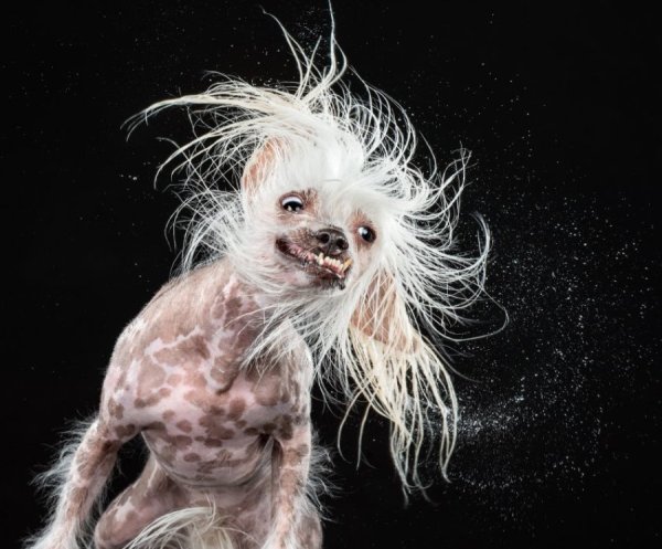 Китайская хохлатая с шерстью