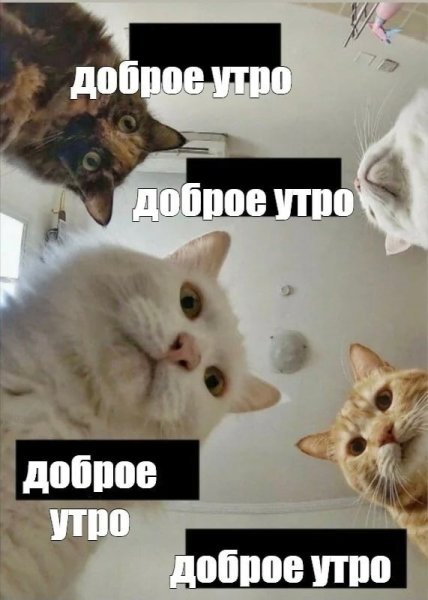 Доброе утро кот Мем