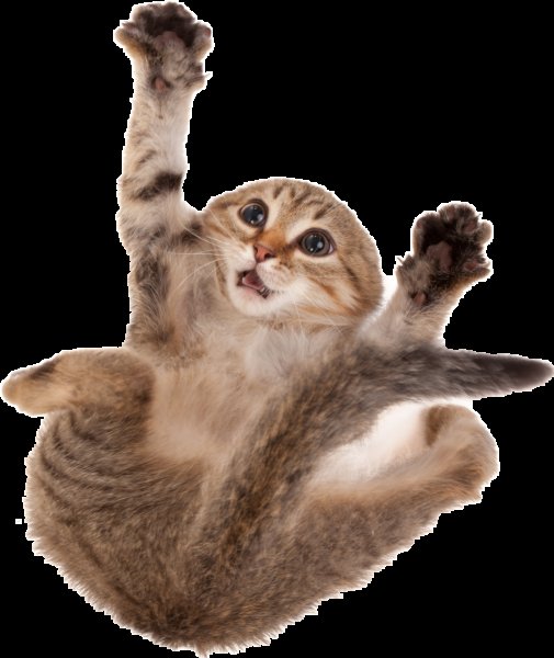 Смешной кот на белом фоне