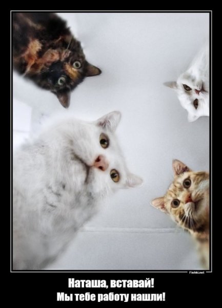 Коты и наташа оригинал