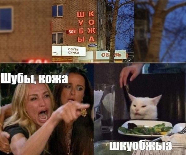 Две женщины орут на кота