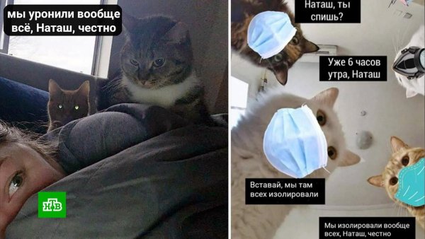 Наташа и коты оригинал