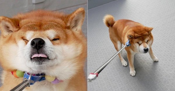 Грумминг сиба ину