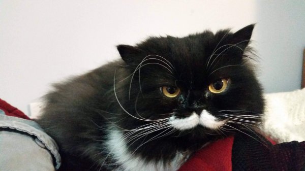 Кот с белыми усами и бровями