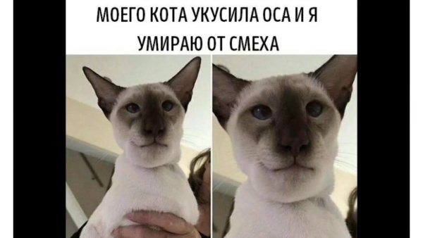 Кота укусила пчела Мем