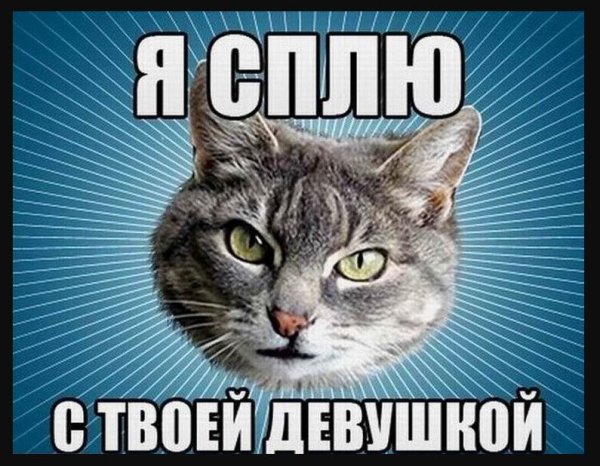 Мемы с котиками