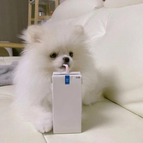 Померанцевый шпиц