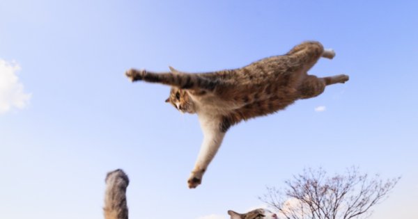 Кошка в прыжке