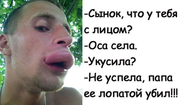 Ннакусали пчелы прикол