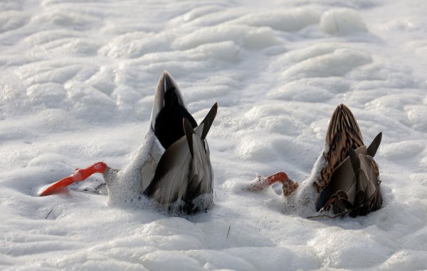 Утенок пенка картинки