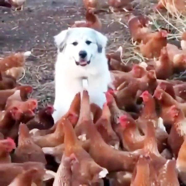 Толпа куриц