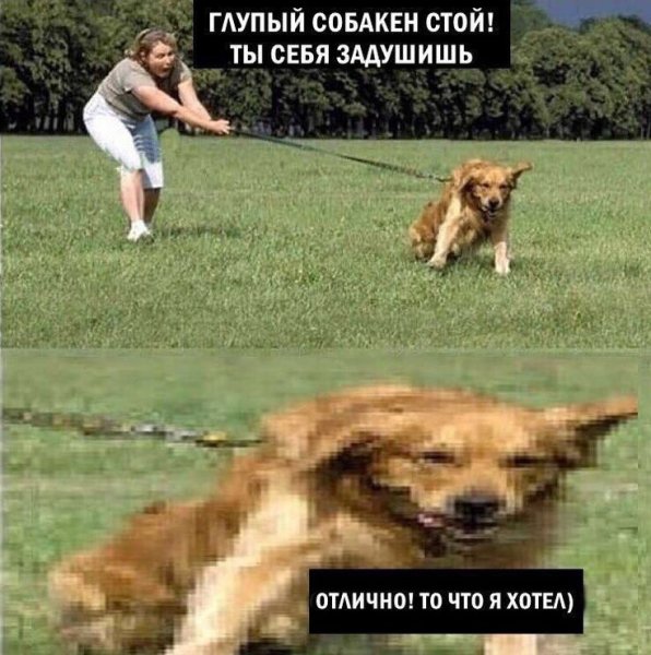 Собака Мем