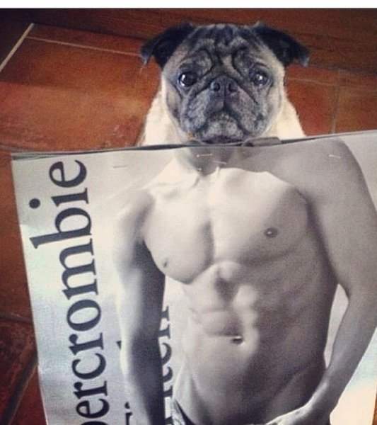 Мопс с прессом