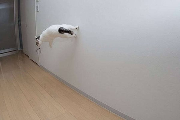 Кот бежит по стене