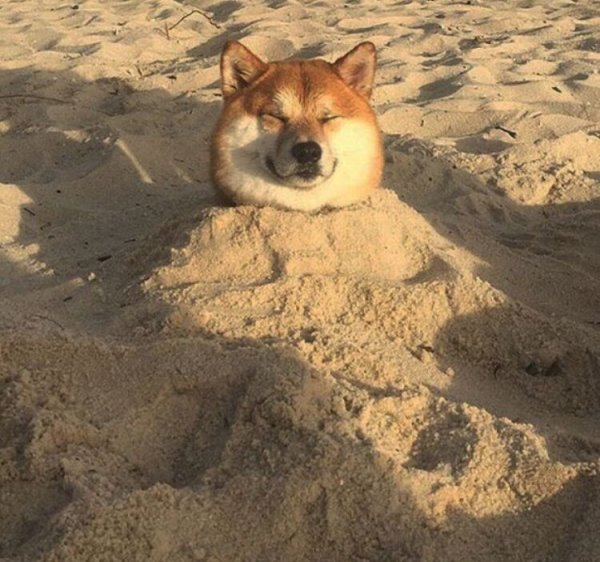 Акита сиба Мем