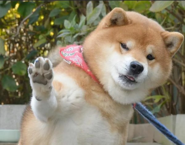 Акита Шиба ину