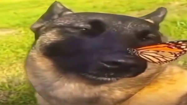 Собака с бабочкой на носу