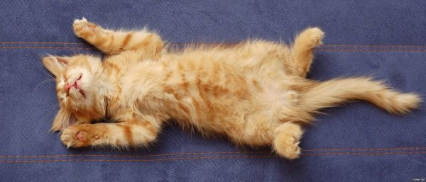 Лежачий кот