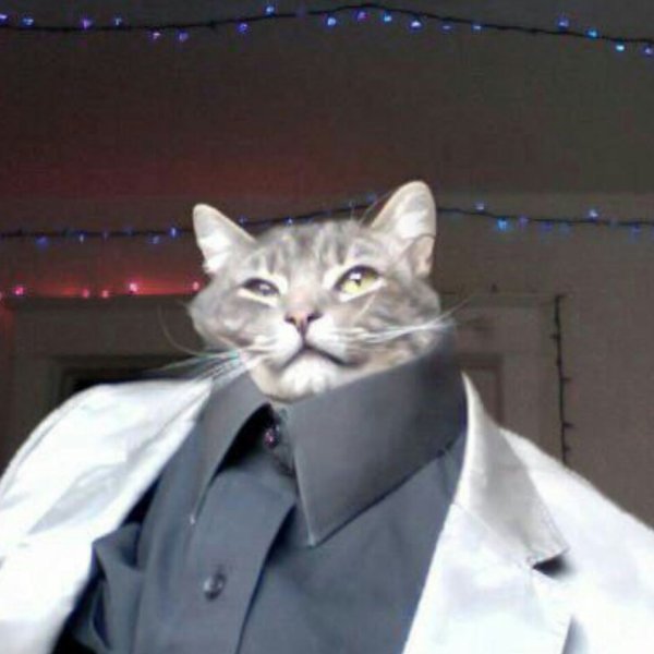 Коты в пиджаках