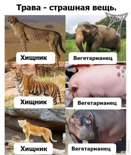 Травоядные и хищники вегетарианство